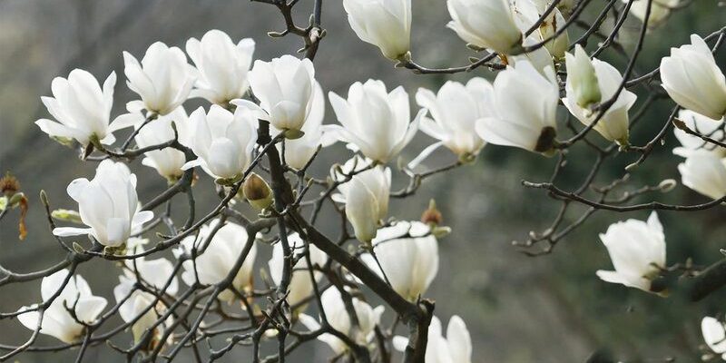 Loài hoa mộc lan với sắc trắng tinh khôi